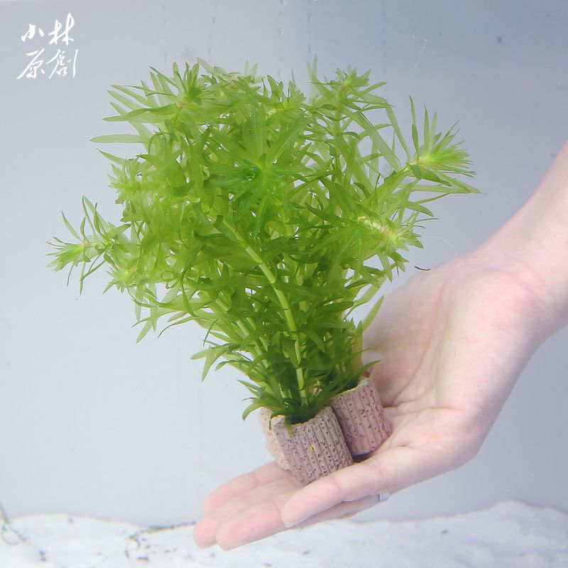 說說魚缸里面最好養(yǎng)的蜈蚣草_造景裝飾