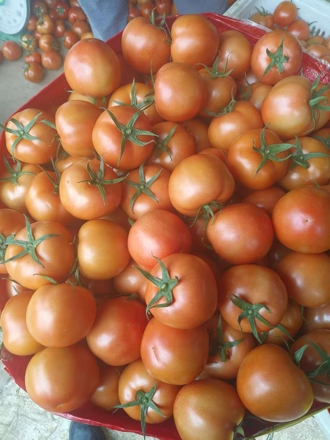 又圓又紅又營(yíng)養(yǎng)的是番茄??_生鮮食品