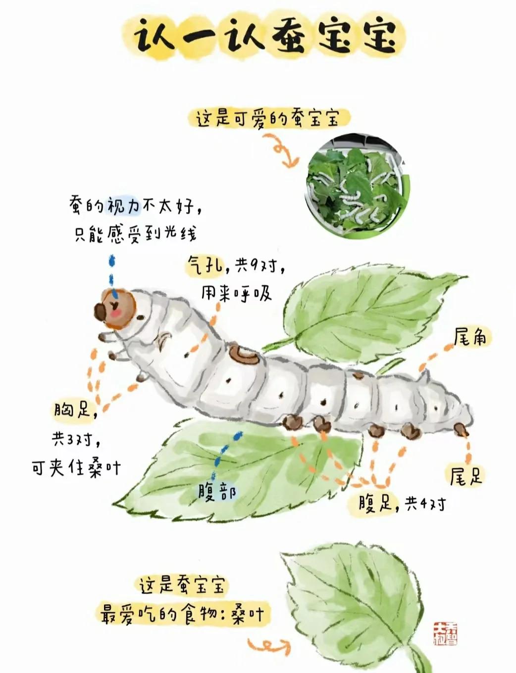 和娃一起讀《昆蟲記》之石蠶_科學(xué)技術(shù)