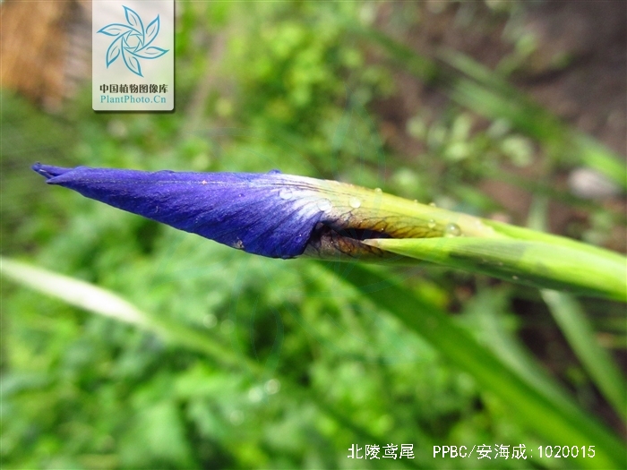 卷鞘鳶尾主要出產自哪里