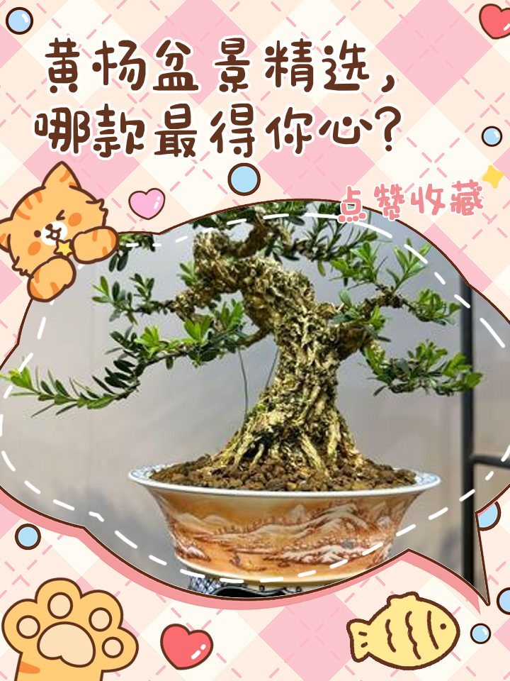 金心黃楊盆景特點金心黃楊盆景介紹