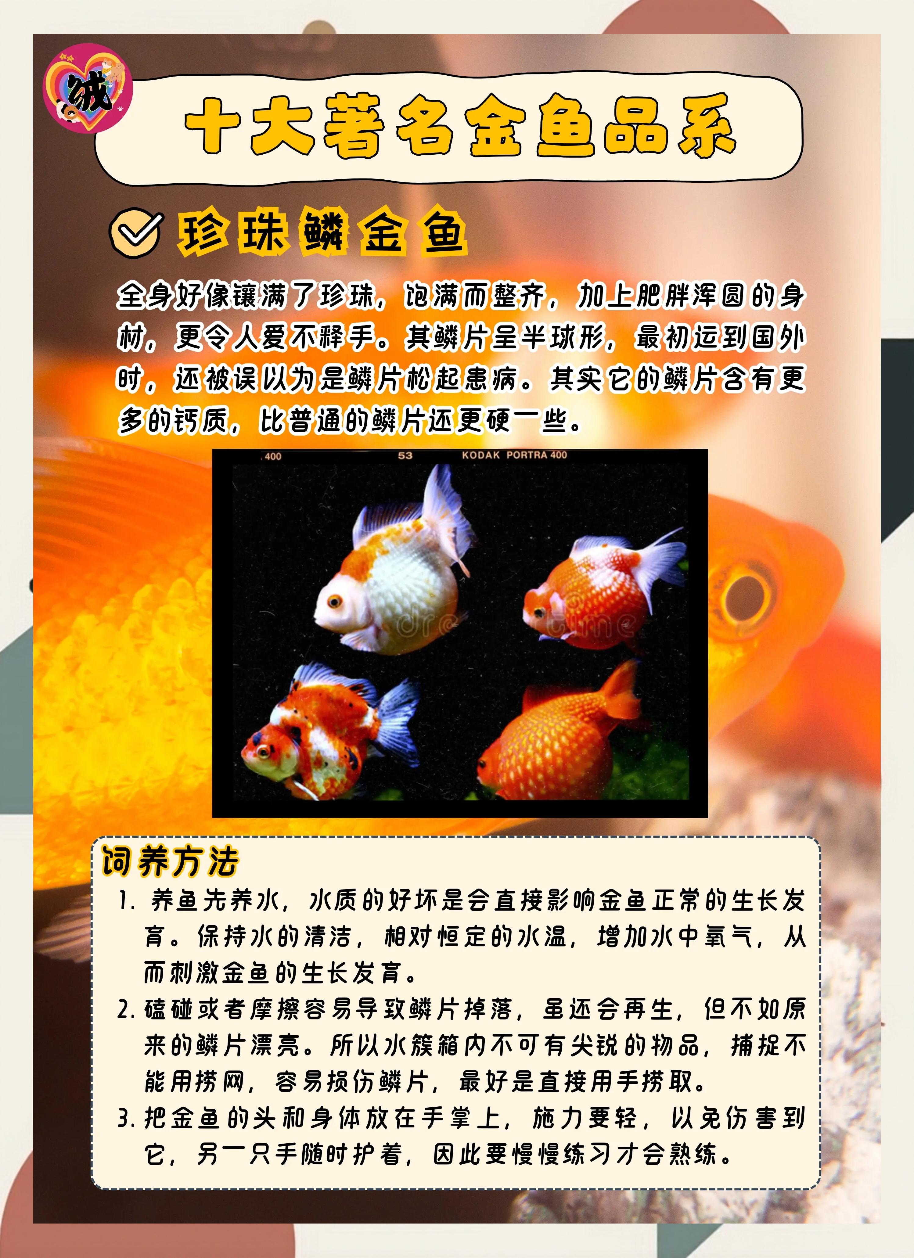 家養(yǎng)金魚數(shù)量有哪些講究應(yīng)該養(yǎng)多少條最好