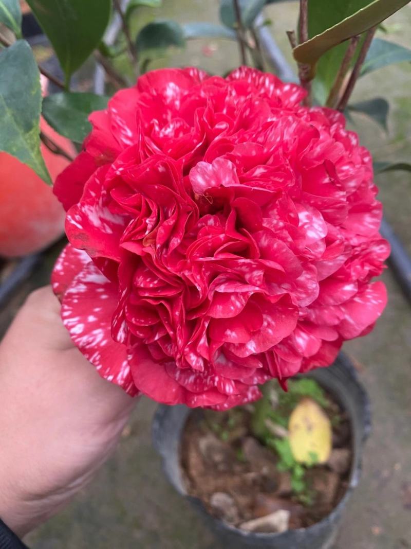 韓泊莉白茶花護(hù)發(fā)精油150ml僅需9.9元_行情