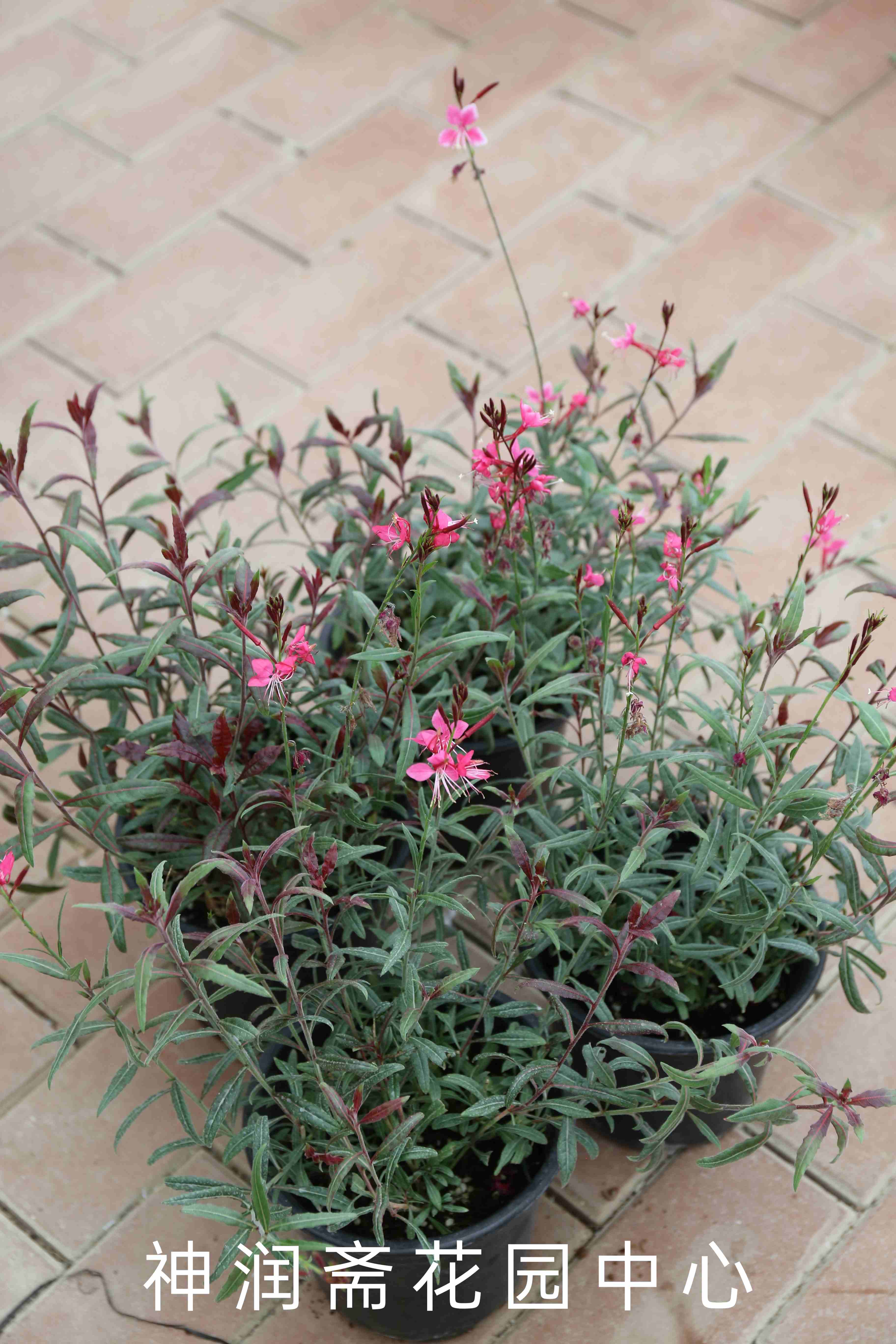 千鳥花花語及千鳥花簡(jiǎn)介