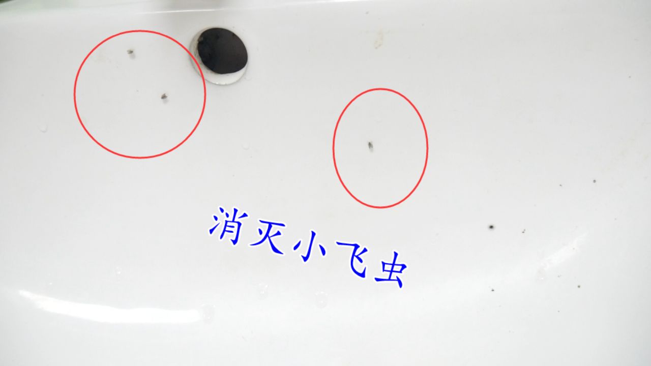 衛(wèi)生間里有軟體蟲(chóng)子,這是什么蟲(chóng)子怎么去除