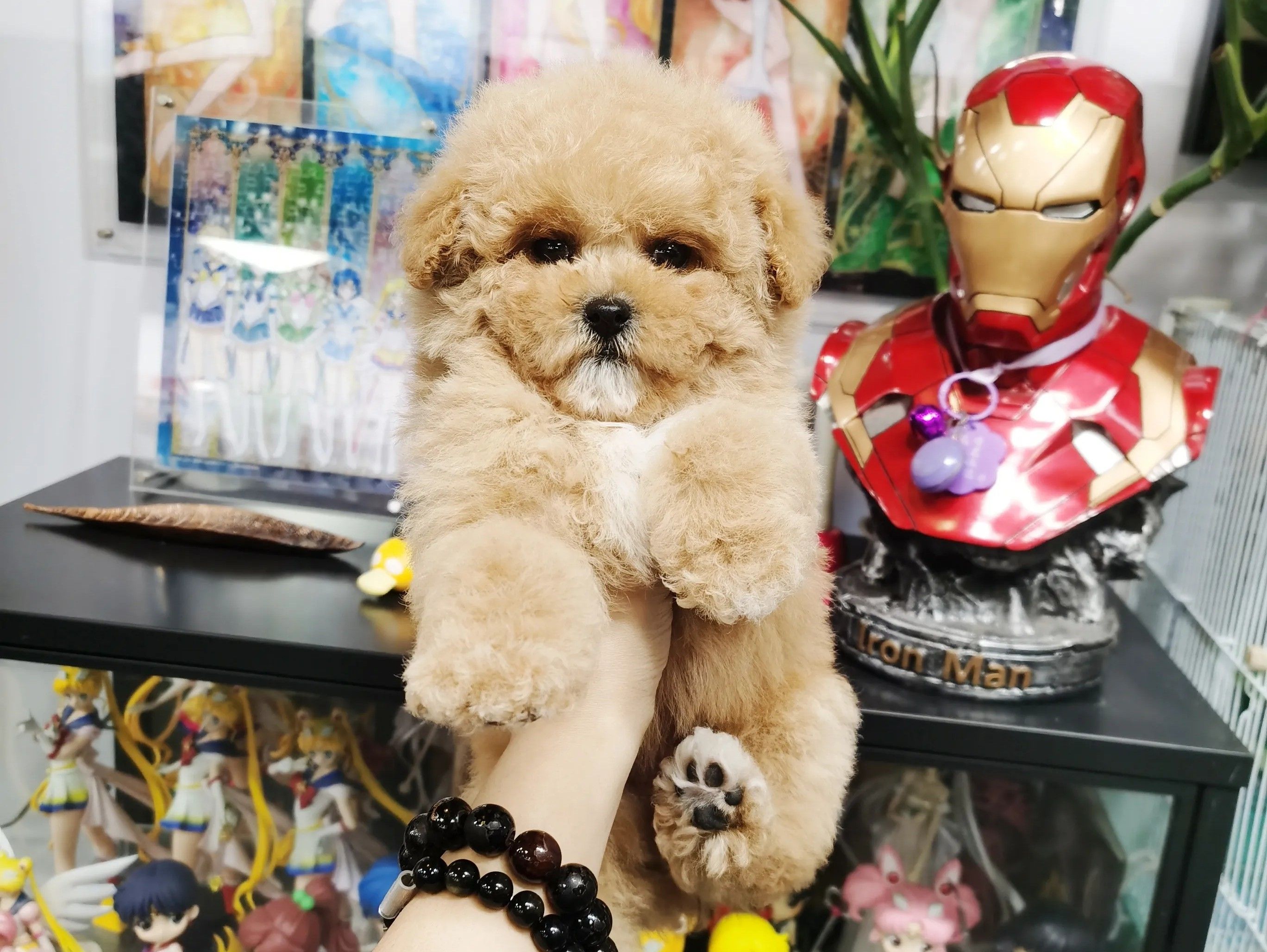 嘗試拍拍自家的寵物狗!(玩具貴賓犬)攝影論壇