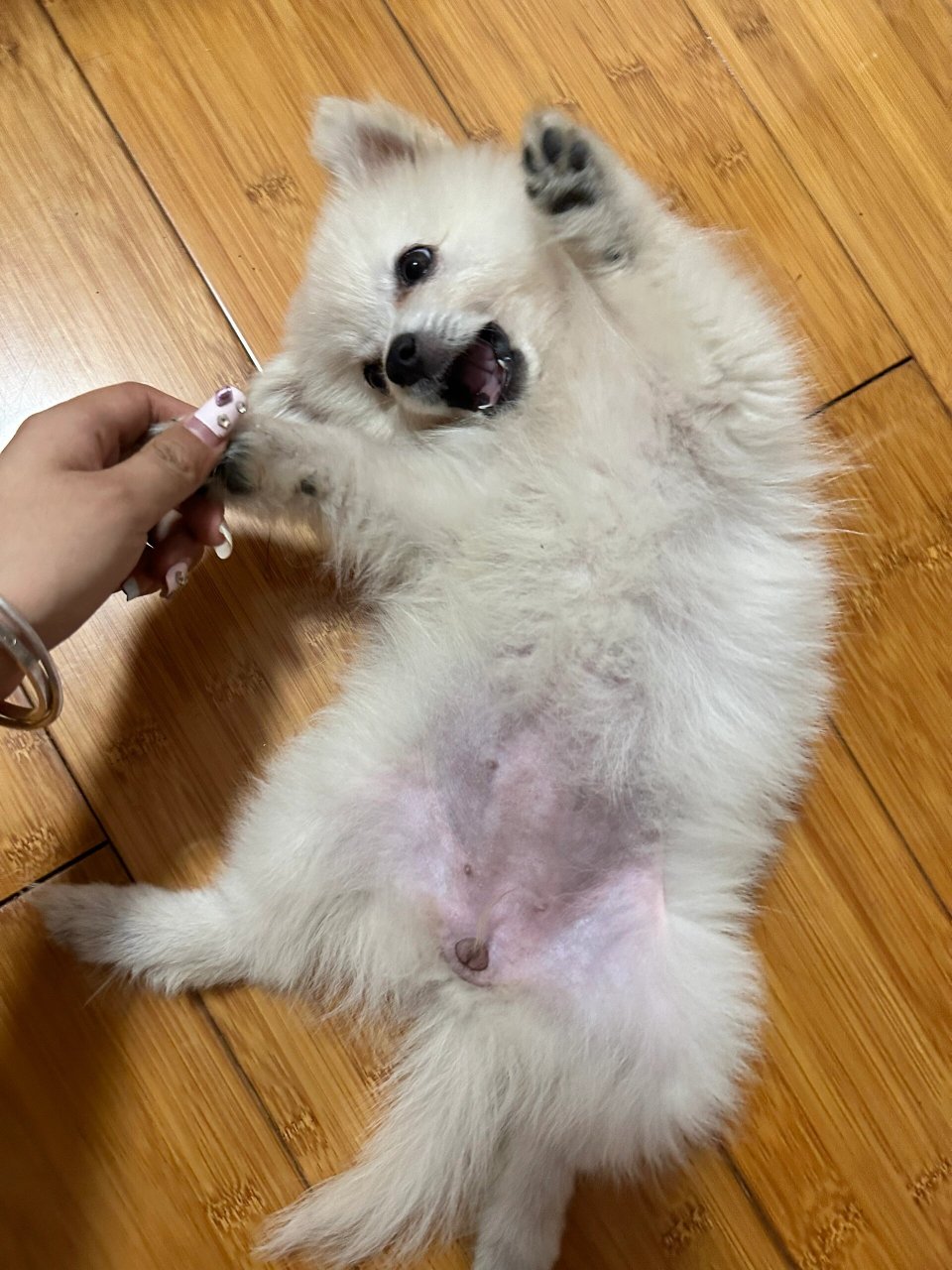 如果博美MM和土狗DD交配了,生出來的還會(huì)是博美樣么?