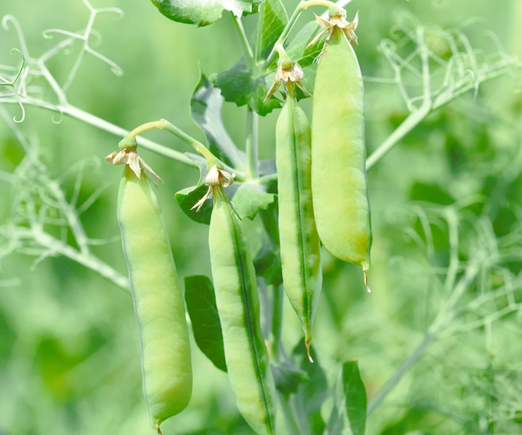 【Q1豌豆莢下載】金立Q1豌豆莢8.2.5.1免費下載