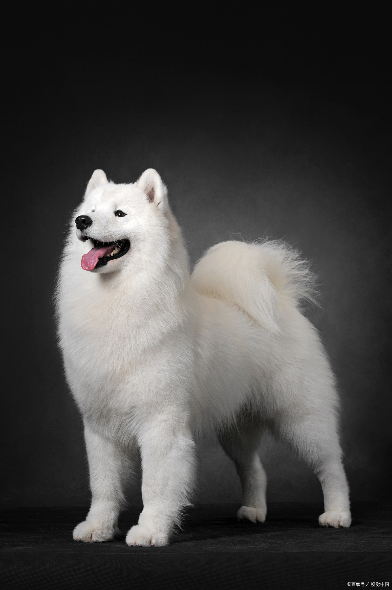薩摩耶犬(Samoyed)高清壁紙第6頁-高清背景圖