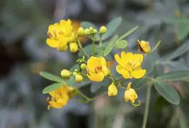 【M9豌豆莢下載】魅族M9豌豆莢8.2.5.1免費(fèi)下載