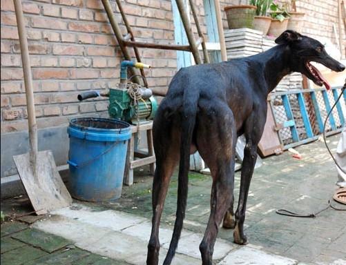 繁殖基地出售細狗靈緹犬格力犬山東振麒家訓(xùn)犬基地