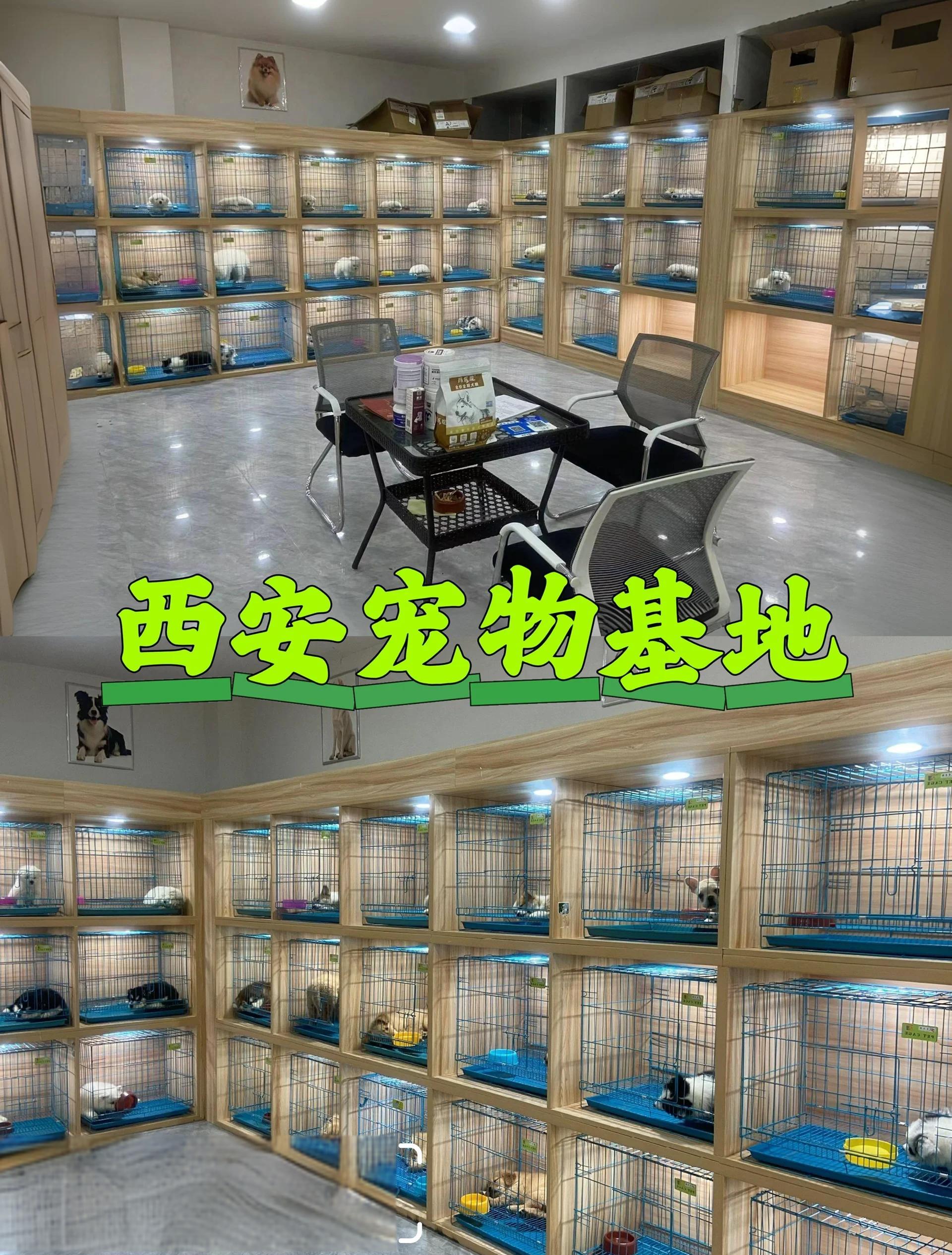 貓狗,鸚鵡等活體寵物要怎樣才能在電商平臺上架售賣?