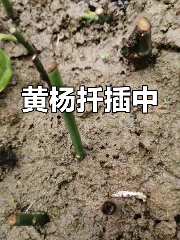 金邊黃楊扦插技術(shù)哪位朋友給講講?