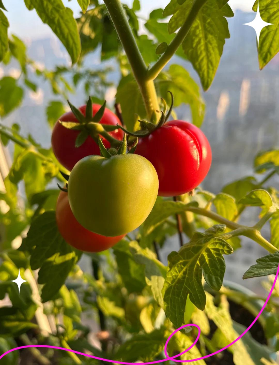 陽臺(tái)小西紅柿的種植方法是什么陽臺(tái)種菜需要考慮什么