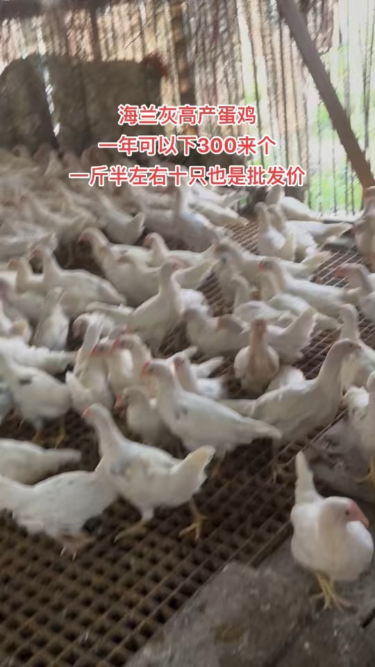 鹽城海蘭褐青年雞開產日齡南通60日齡海蘭褐采食量