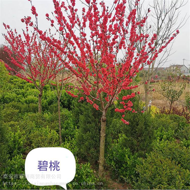 紅葉碧桃泰安紅葉碧桃供應(yīng)紅葉碧桃促銷紅葉碧桃