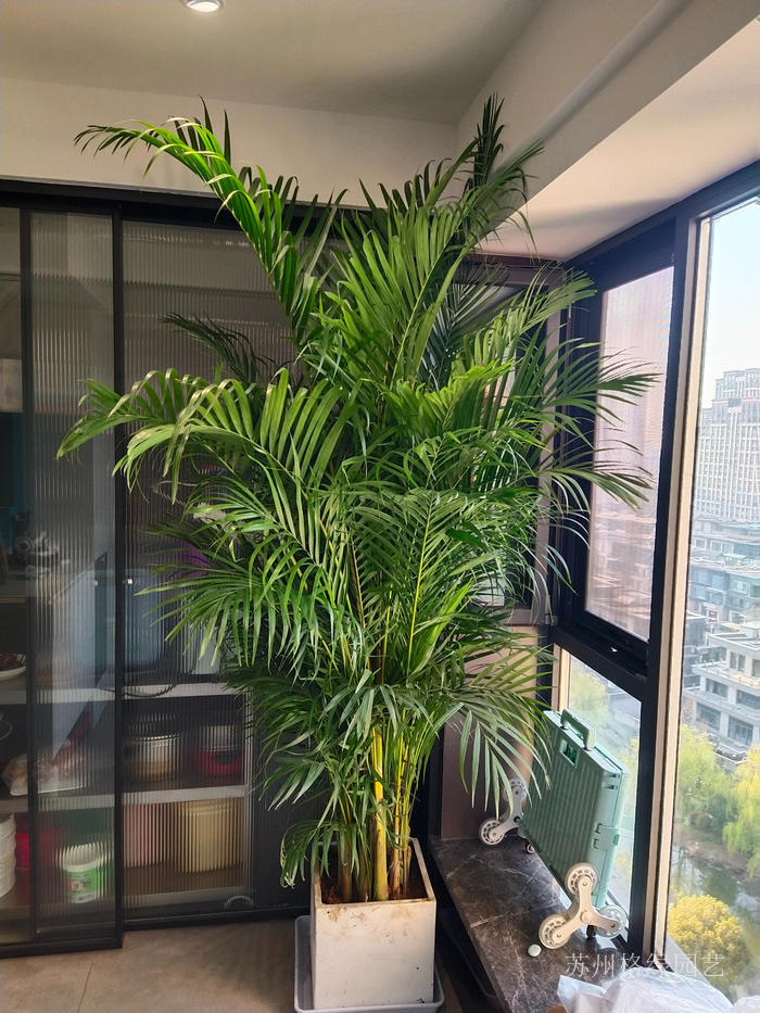 蘇州吳中植物租賃蘇州吳中綠植租賃蘇州吳中租花