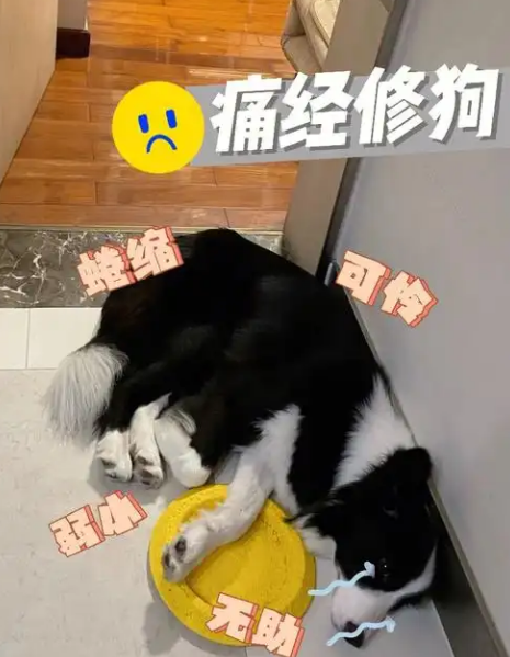 寵貴諾丨狗能吃海苔嗎?需要根據(jù)狗狗的實(shí)際情況來考慮