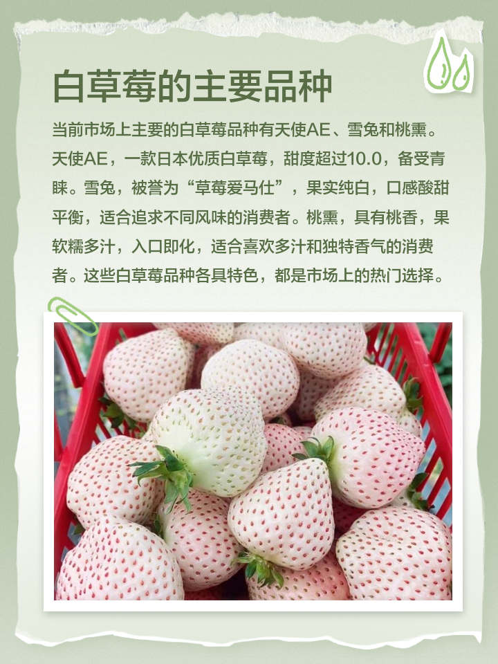 生鮮水果報白是什么意思?櫻桃草莓車厘子報白流程具體是什么?