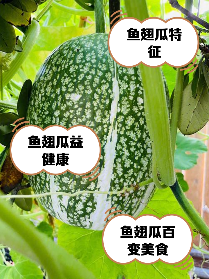 供魚翅瓜種子,稀有品種,全國任何地方適宜種植的種子