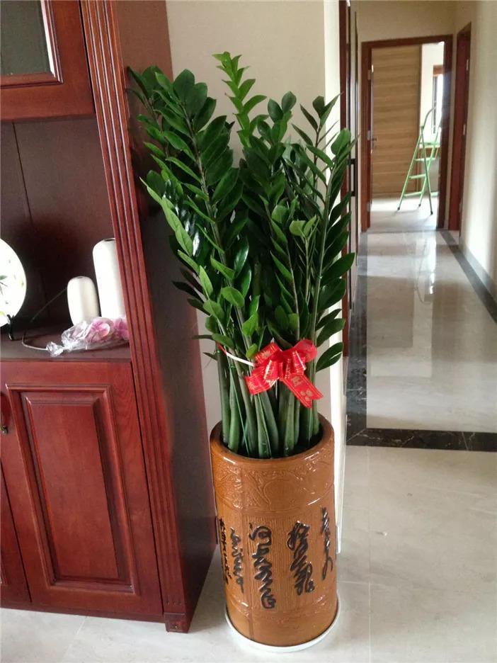 有人知道關(guān)于家里放假花好嗎客廳放假花風(fēng)水好不好